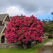 A big pretty rhododendron