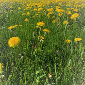 Dandelions Field