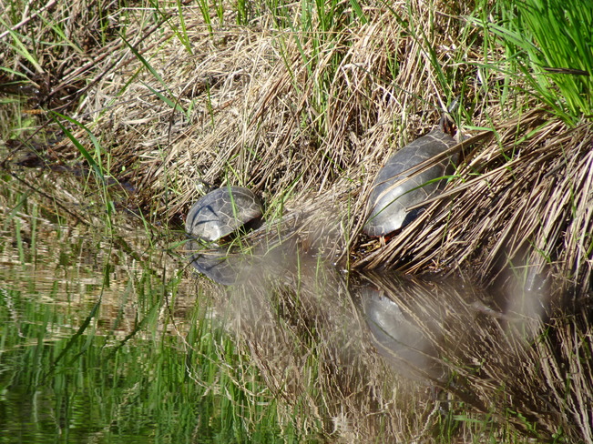 Basking Turtles Sudbury, ON