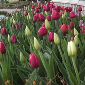 SHIVERING TULIPS