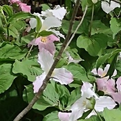 Beautiful Trilliums
