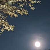 Full Moon in May