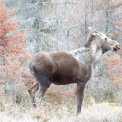 ANOTHER MOOSE
