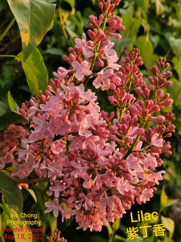 May 18 2022 12C Scented lilac at sunset time in Thornhill Thornhill, ON