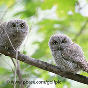 Screech Owls in Ottawa