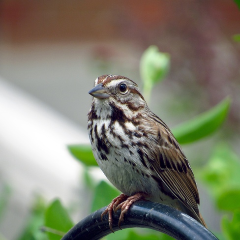 Song Sparrow Cornwall, ON