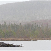 Beaver lodge, Elliot Lake.