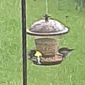 pop of color at the feeder