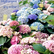 Hydrangeas for Sale