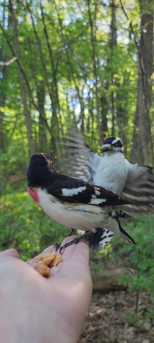 Woodpecker flashes Grosbeak Kingston, ON