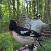 Woodpecker flashes Grosbeak