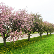 Ring Road Blossoms