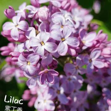 May 18 2022 12C Pretty scented Lilac in Thornhill