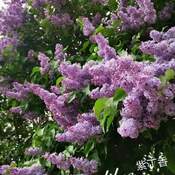 May 18 2022 12C Pretty scented Lilac in Thornhill