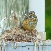 Robin babies leave the nest!