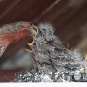 Lunch Time for the House Finch Family