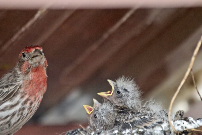 Lunch Time for the House Finch Family Parkland Beach, AB