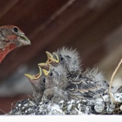 Lunch Time for the House Finch Family