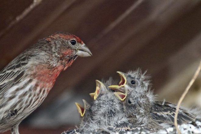 All 5 babies with Daddy House Finch. Parkland Beach, AB