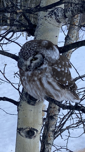 A beautiful little owl! Haines Junction, Yukon, CA