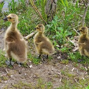 baby Canadian Geese