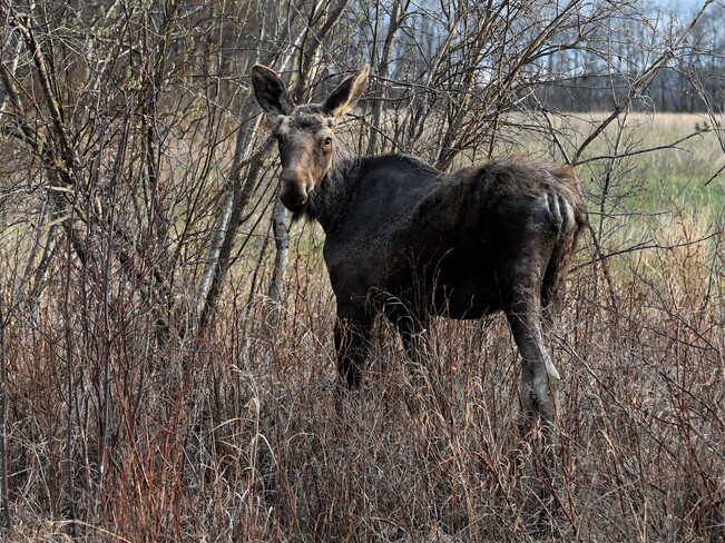 Young Moose Bonnyville, AB