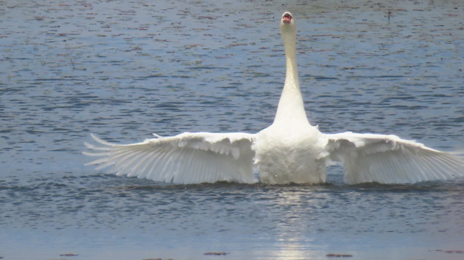 swans Erieau, ON