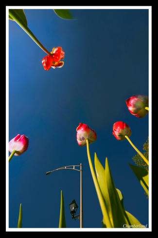 Trois-Rivières. tulipes. Trois-Rivières, QC