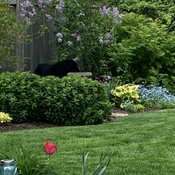 Spring garden ( with my dog having used the bird bath as a water dish)