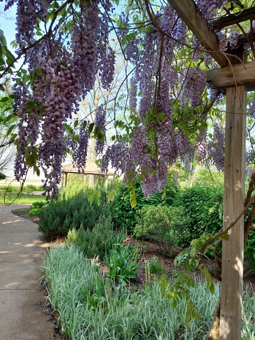 wisteria in bloom Windsor, ON