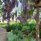 wisteria in bloom