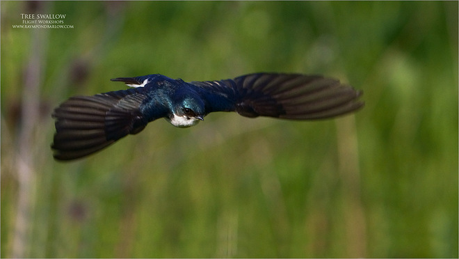 Tree swallow in flight - raymond barlow Hamilton, ON