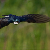 Tree swallow in flight - raymond barlow