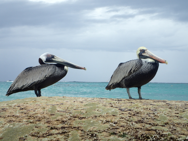 Pélicans Punta Cana, République dominicaine