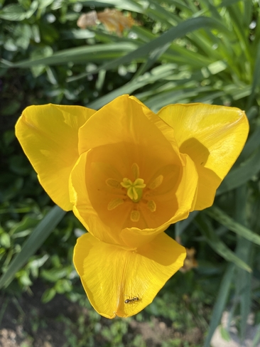 Tulip Toronto, Ontario, CA
