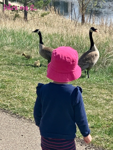 Little one, watching the geese’s little ones Edmonton, Alberta, CA