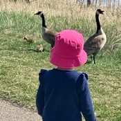 Little one, watching the geese’s little ones