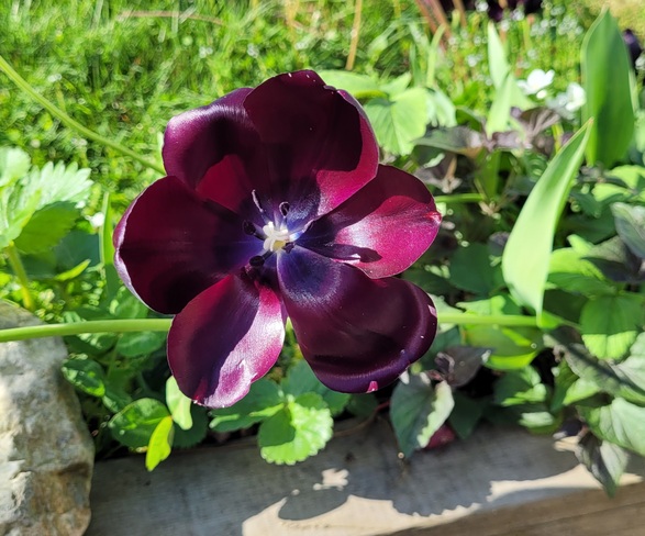 black tulip Delta, BC