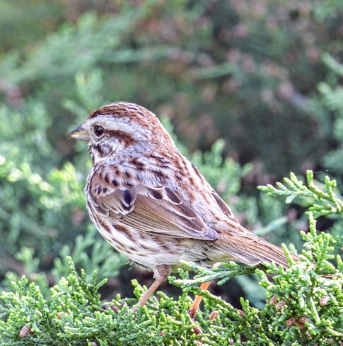 Little sparrow on a limb Ottawa, ON
