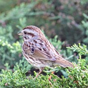Little sparrow on a limb