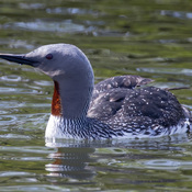 Red Throat Loon