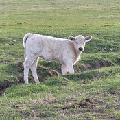 Spring calf