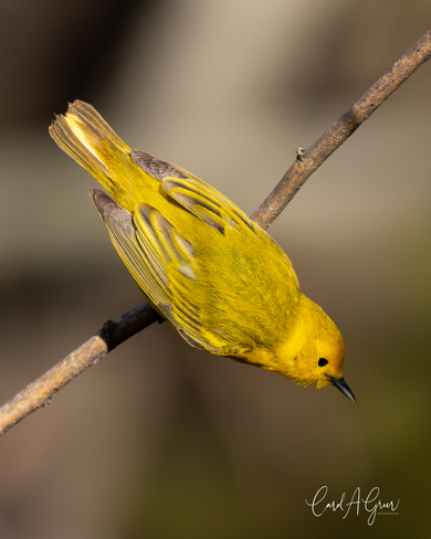 Yellow Warbler Cobourg, ON