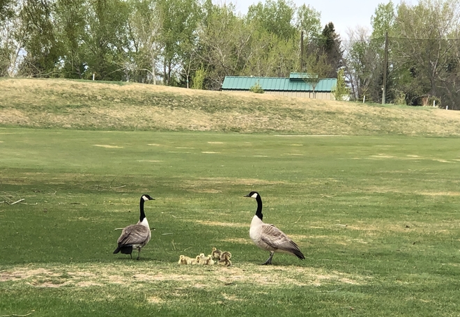 Family of geese on the golf course! Mama and Papa standing on guard! Medicine Hat, Alberta, CA