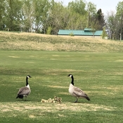 Family of geese on the golf course! Mama and Papa standing on guard!
