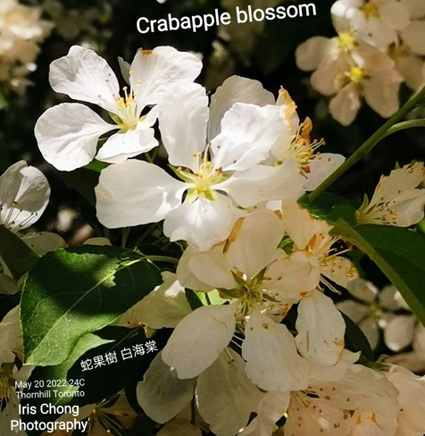 May 20 2022 24C Crabapple blossom in Thornhill Thornhill, ON