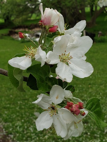 apple blossoms East Zorra-Tavistock, ON