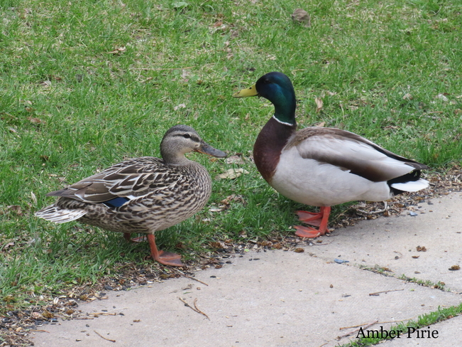 Pair of visitors in my yard today Regina, Saskatchewan, CA