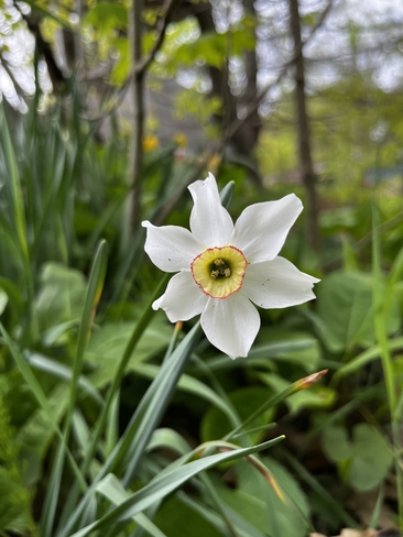 Lone Daffodil MacTier, Ontario, CA