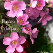 Bacopa Pinktopia